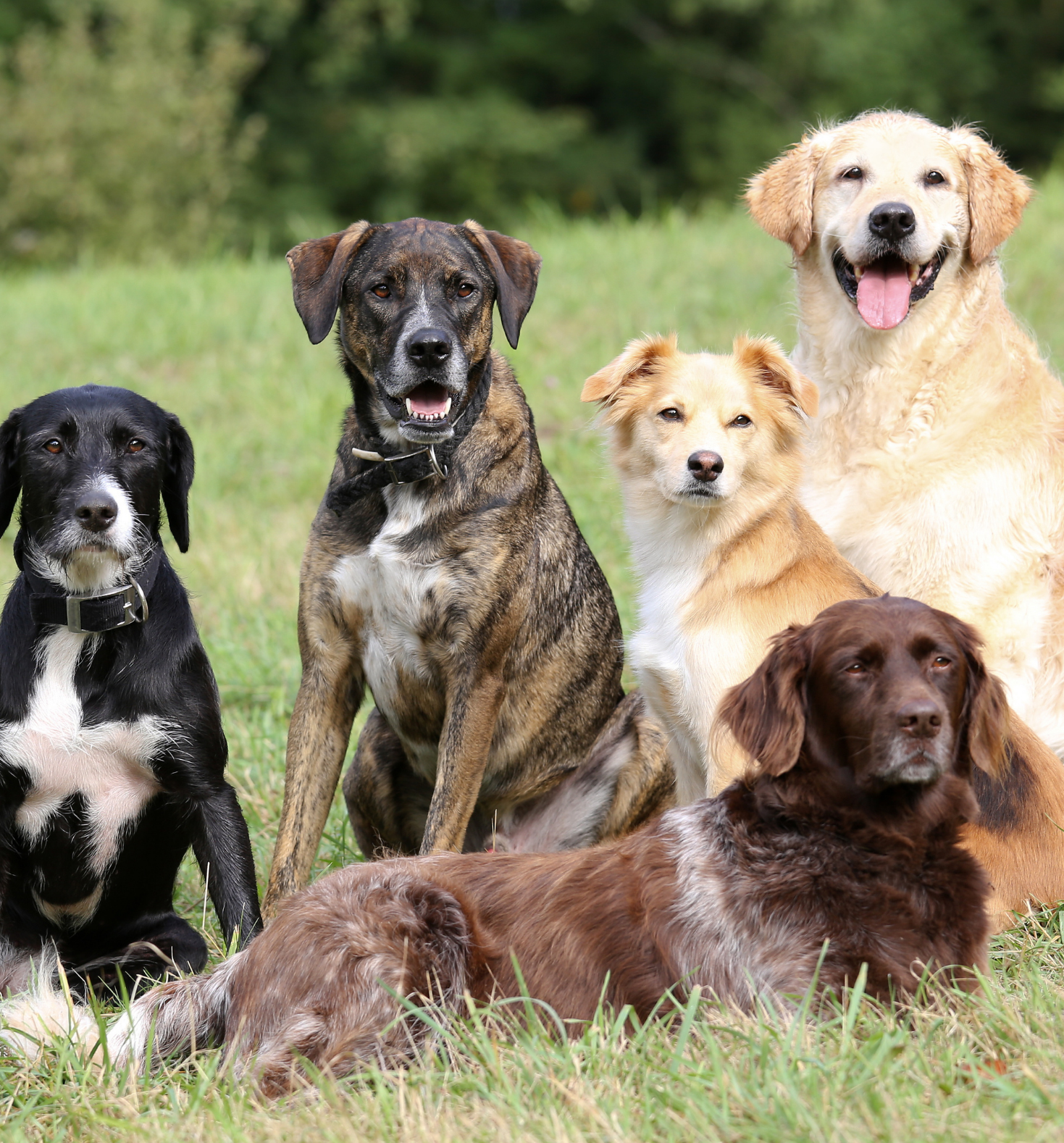 Premium Kollagen Komplex für Hunde
